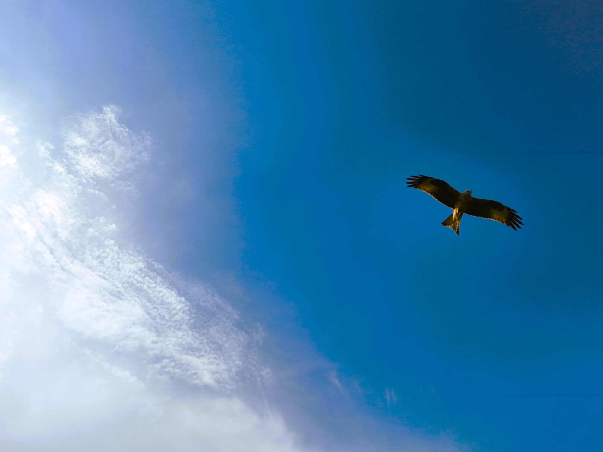 Kite bird flying over the Buckinghamshire landscape