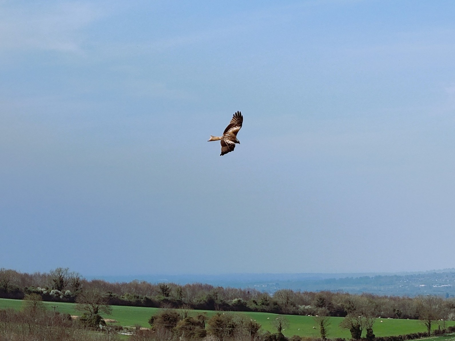 Kite bird flying over the Buckinghamshire landscape