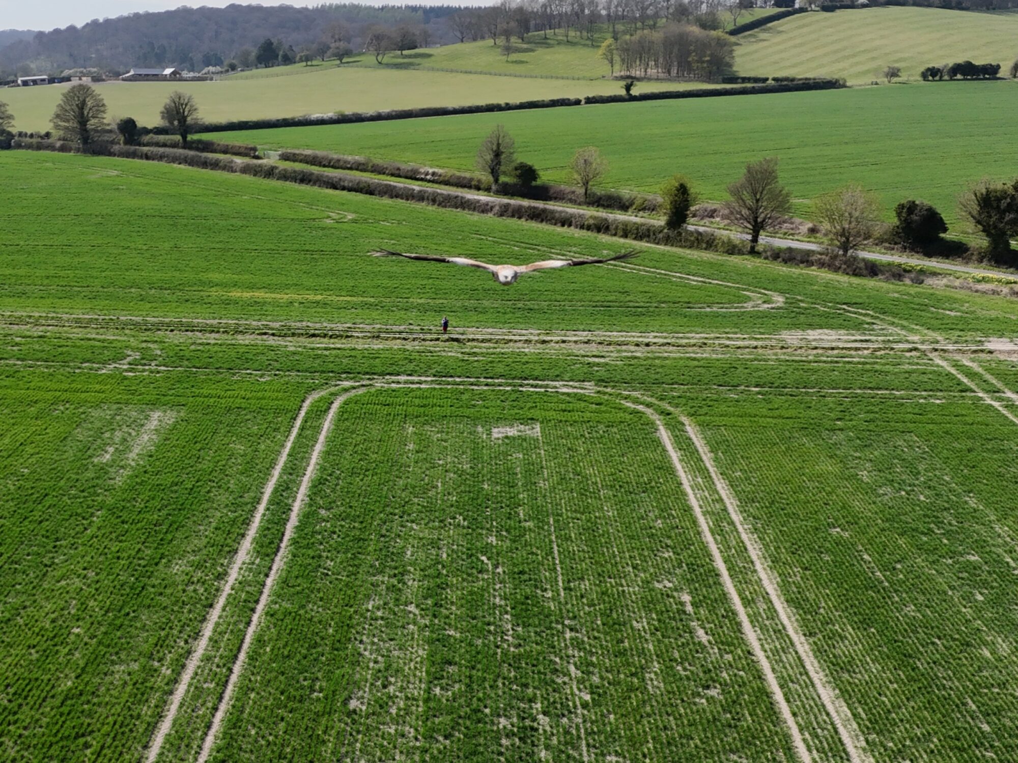 Kite bird flying over the Buckinghamshire landscape