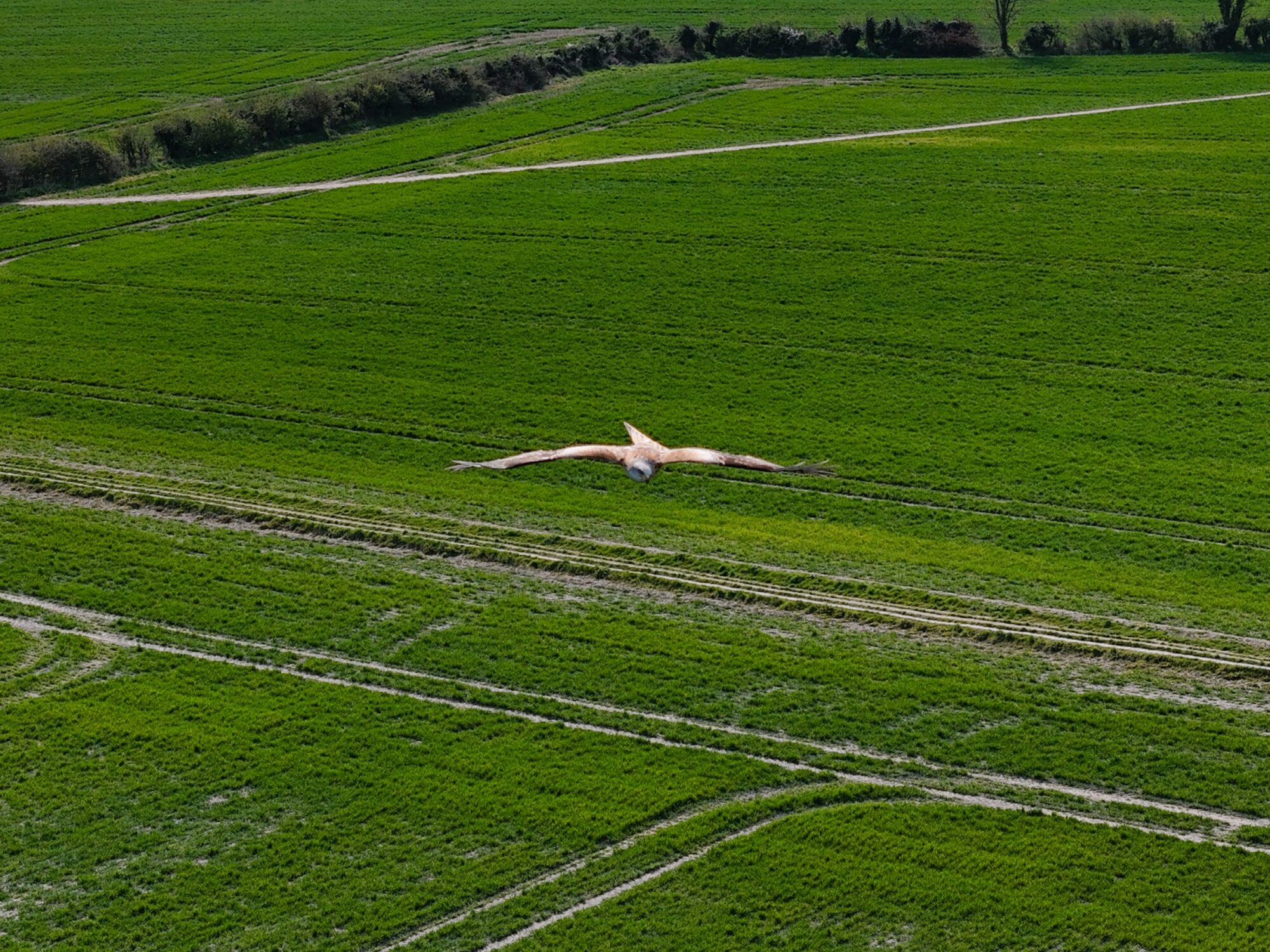 Kite bird flying over the Buckinghamshire landscape